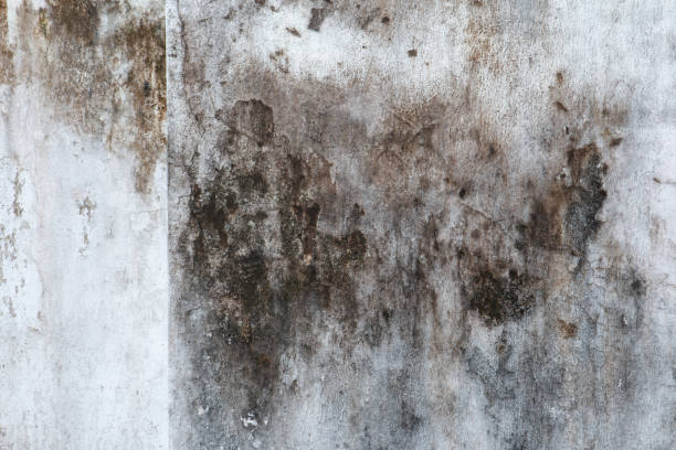Environmental Consulting for Mold Prevention in Fairmount, GA