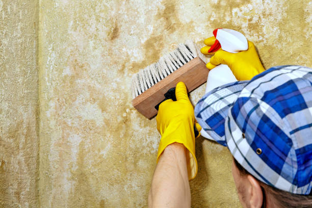 Fairmount, GA Mold Removal Company