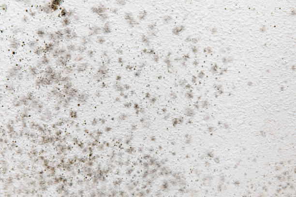 Mold Documentation for Insurance Claims in Fairmount, GA